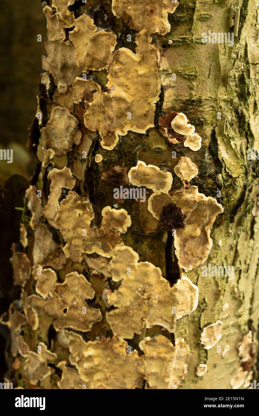 Abstract close-up patterns and textures in nature, simplifying ...