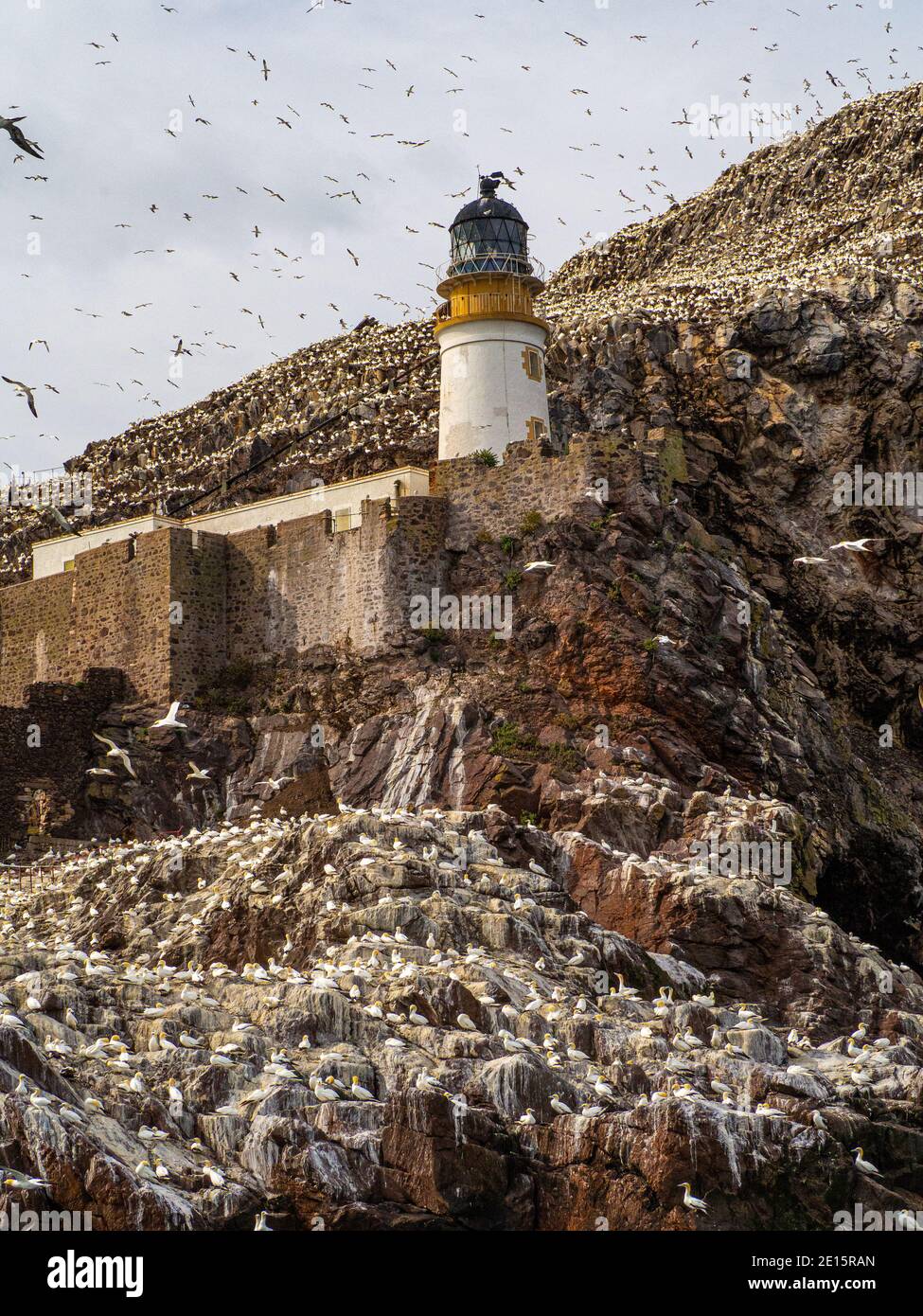 Bass Rock Gannet Colony Stock Photo