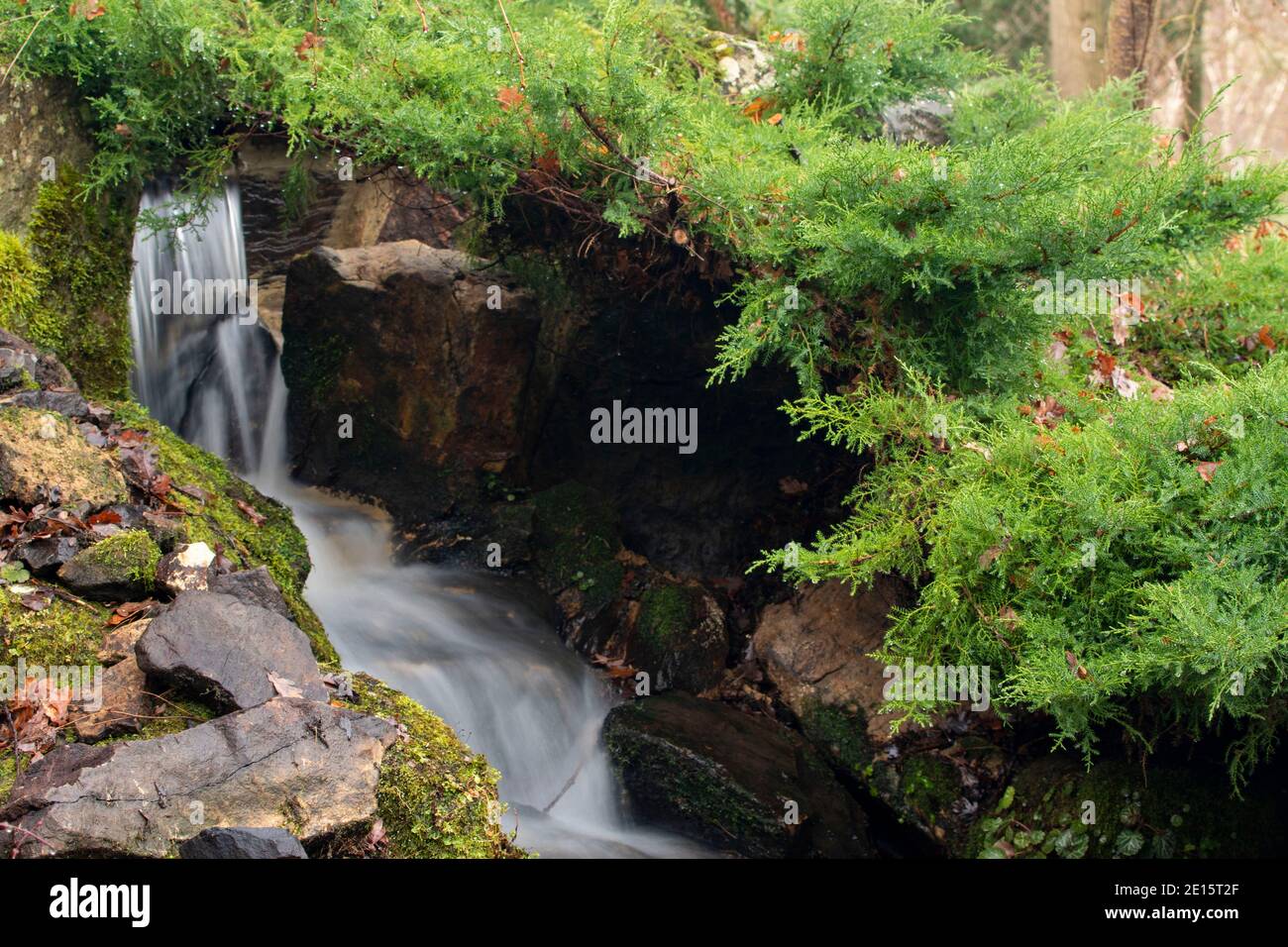 Intimate landscape with Juniperus Sabina 'Rockery Gem' and small waterfall Stock Photo