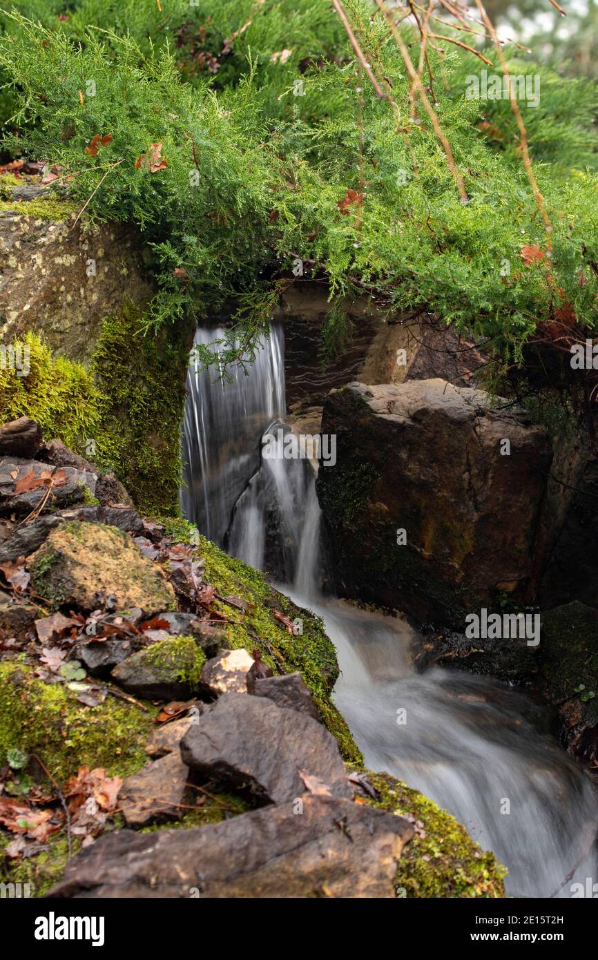 Intimate landscape with Juniperus Sabina 'Rockery Gem' and small waterfall Stock Photo