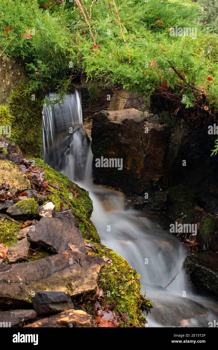 Intimate landscape with Juniperus Sabina 'Rockery Gem' and small waterfall Stock Photo