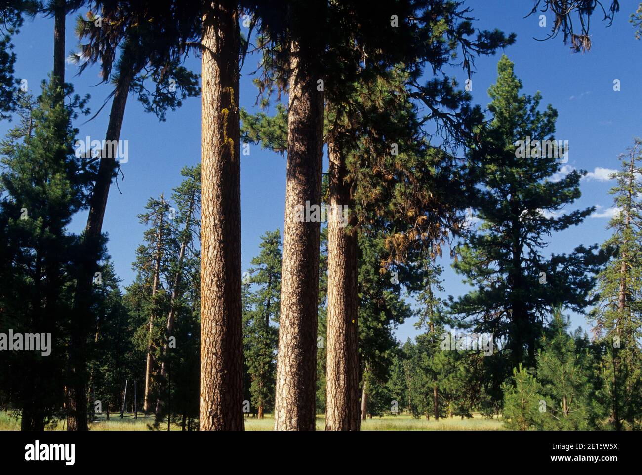 Ponderosa Pine Grove Near Potamus Point Umatilla National Forest Oregon Stock Photo Alamy Ponderosa Pine Grove Near Potamus Point Umatilla National Forest Oregon Stock Photo Alamy