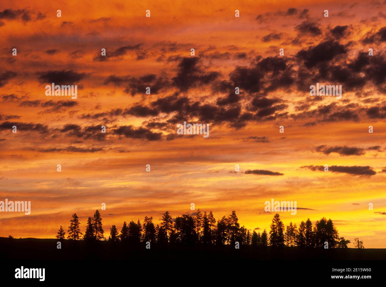 Ponderosa pine (Pinus ponderosa) sunrise, Bridge Creek Wildlife Area