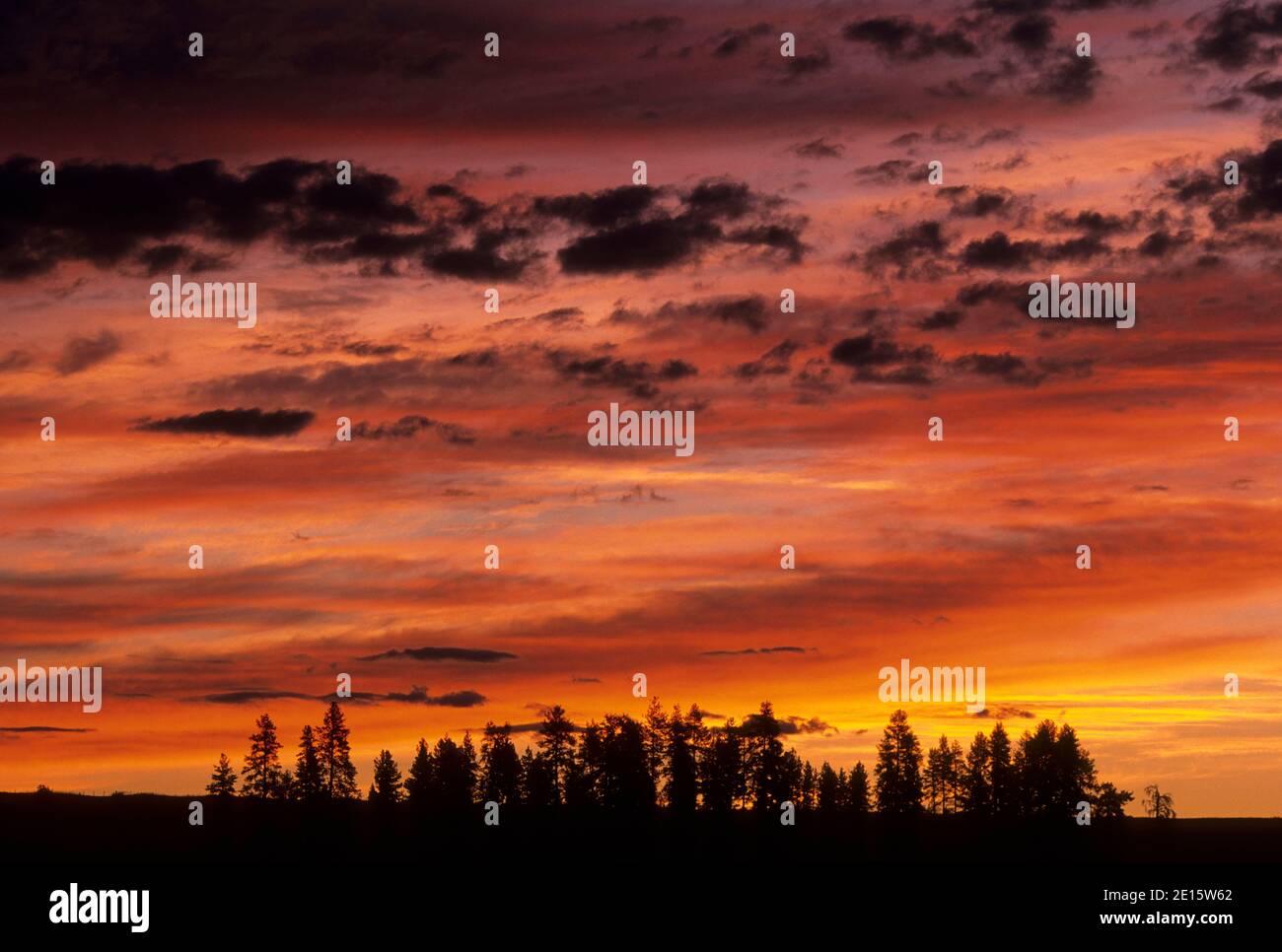 Ponderosa pine (Pinus ponderosa) sunrise, Bridge Creek Wildlife Area