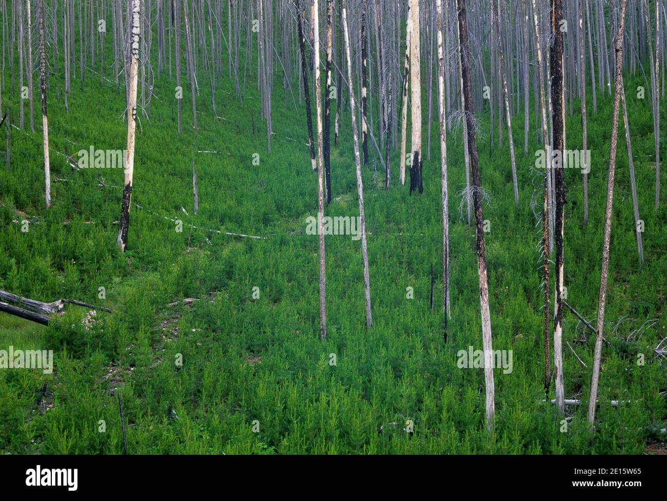 Regenerating forest in Tower Fire area, Blue Mountain National Scenic Byway, Umatilla National Forest, Oregon Stock Photo