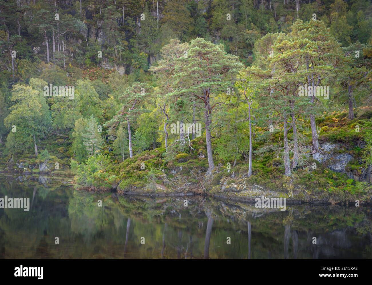 Western Highlands, Scotland: River Farrar and ancient Caledonian pine forested hillside in Glen Strathfarrar Stock Photo