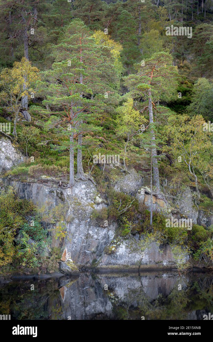 Western Highlands, Scotland: River Farrar and ancient Caledonian pine forested hillside in Glen Strathfarrar Stock Photo