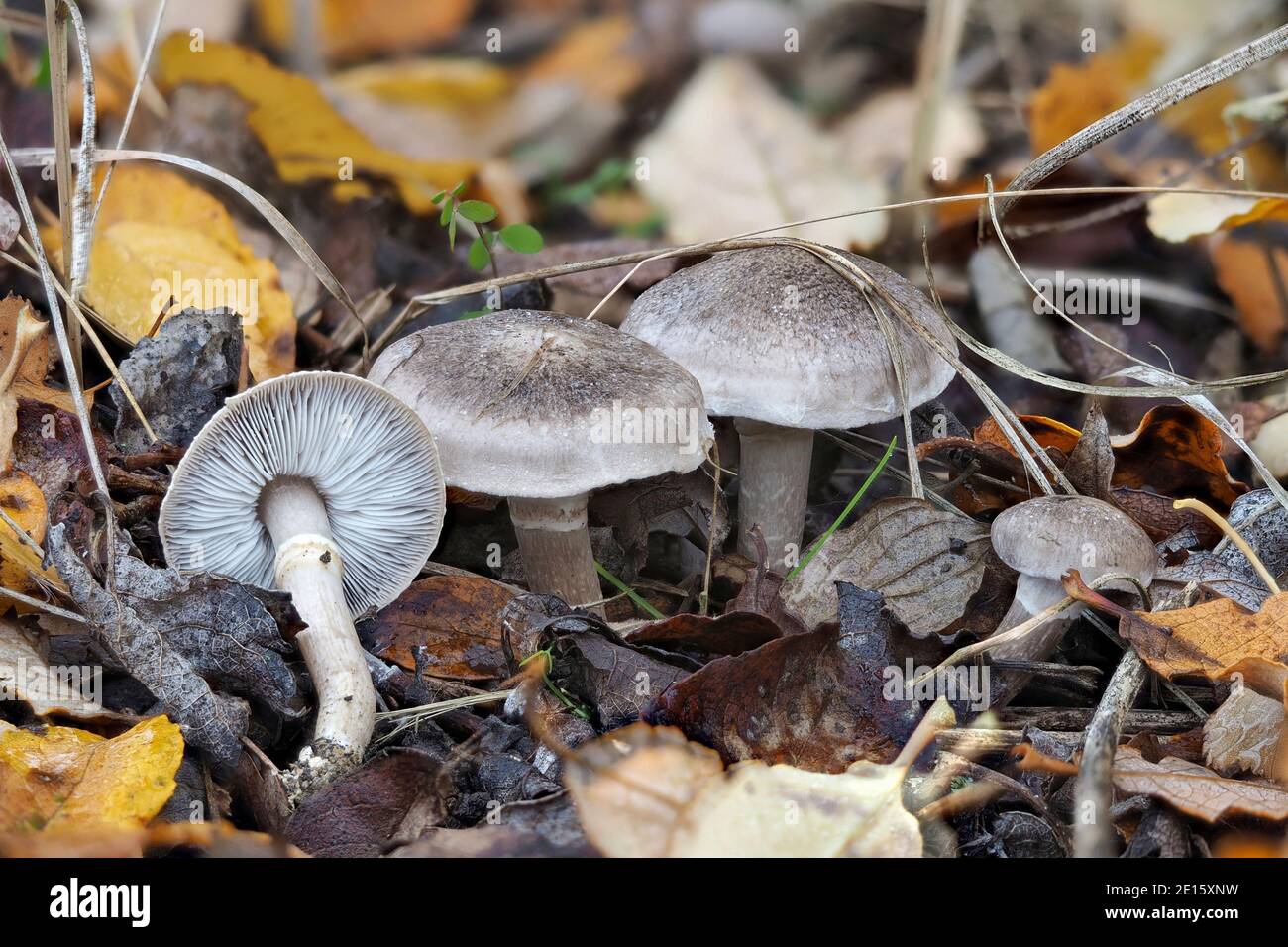 The Girdled Knight (Tricholoma cingulatum) is an edible mushroom , stacked macro photo Stock Photo