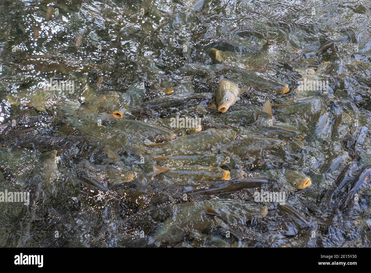 Carp fish in Balikli Gol (Pool of Sacred Fish) also known as Abraham's Pool in Golbasi Park at Sanliurfa in Turkey. Stock Photo