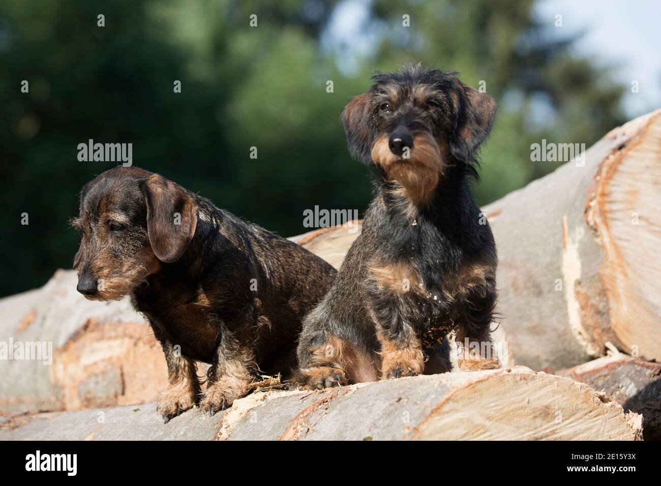 Two Dachshunds Stand On A Woodpile In The Forest Stock Photo