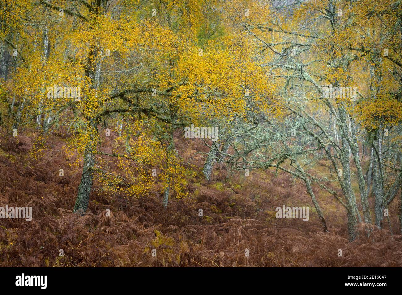 Western Highlands, Scotland: Fall colors in the open beech forests and bracken ferns of Glen Strathfarrar Stock Photo