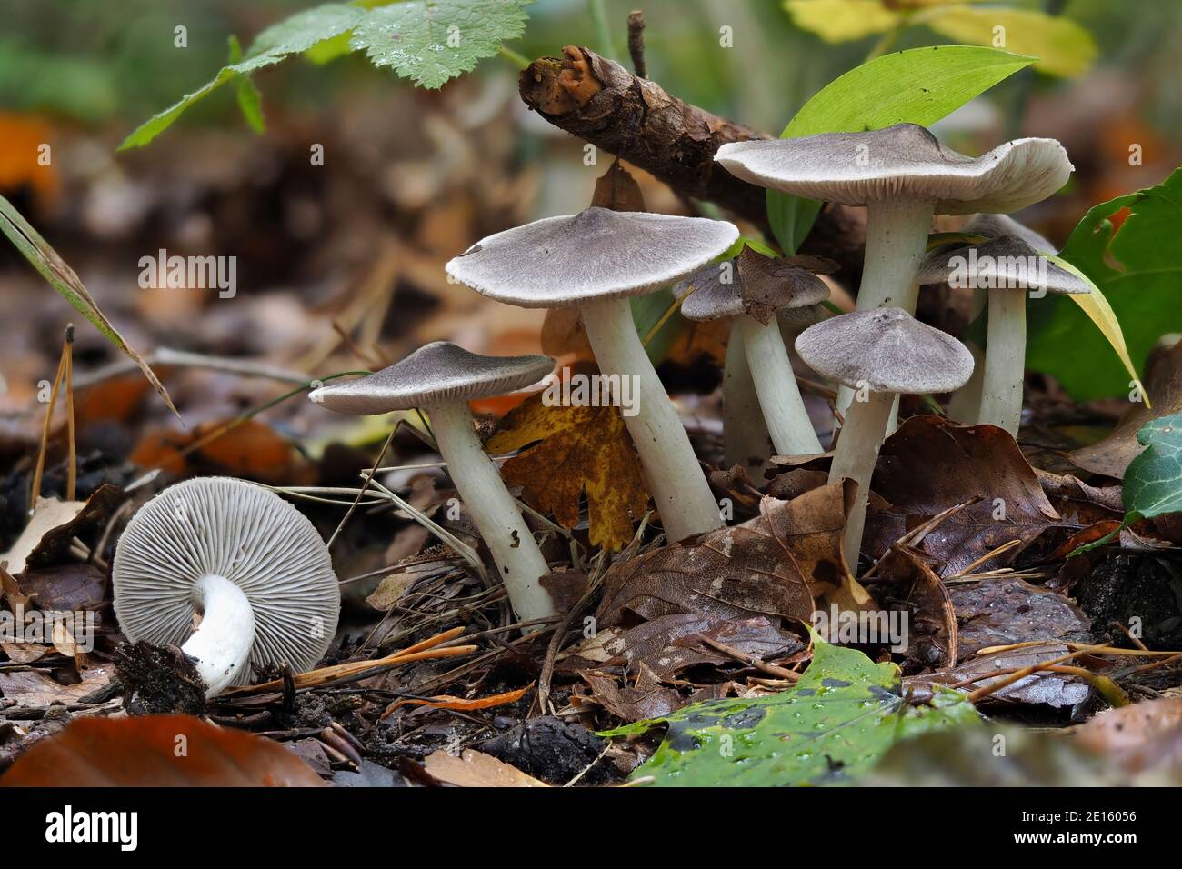 The Grey Knight (Tricholoma terreum) is an edible mushroom , stacked macro photo Stock Photo