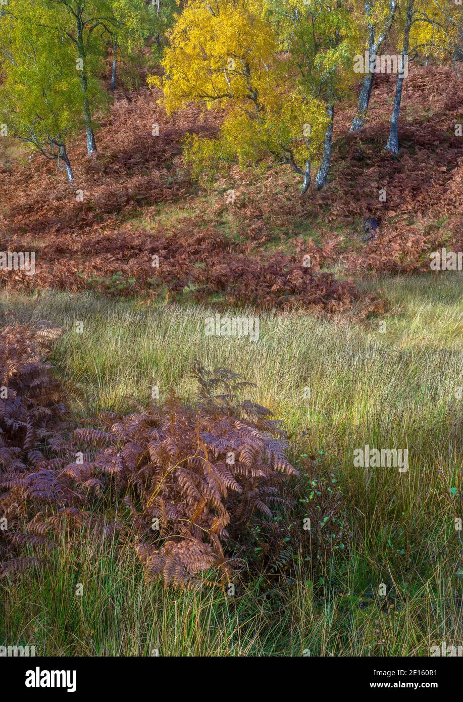 Western Highlands, Scotland: Fall colors in the open beech forests and bracken ferns of Glen Strathfarrar Stock Photo
