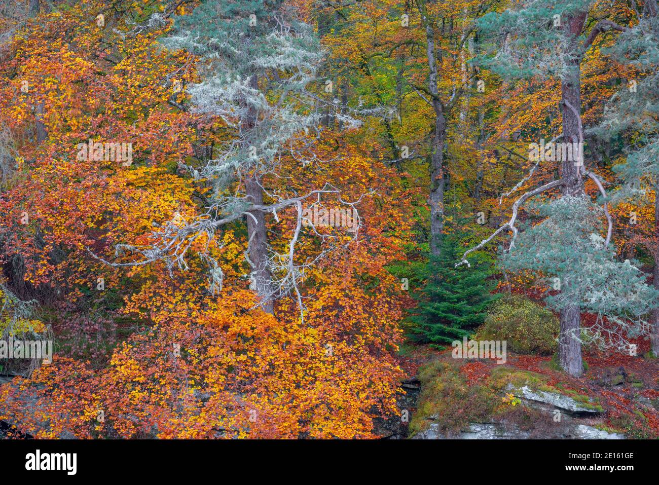 Western Highlands, Scotland: Fall colors of the beech forested canyons above the river Moriston, Invermoriston Stock Photo