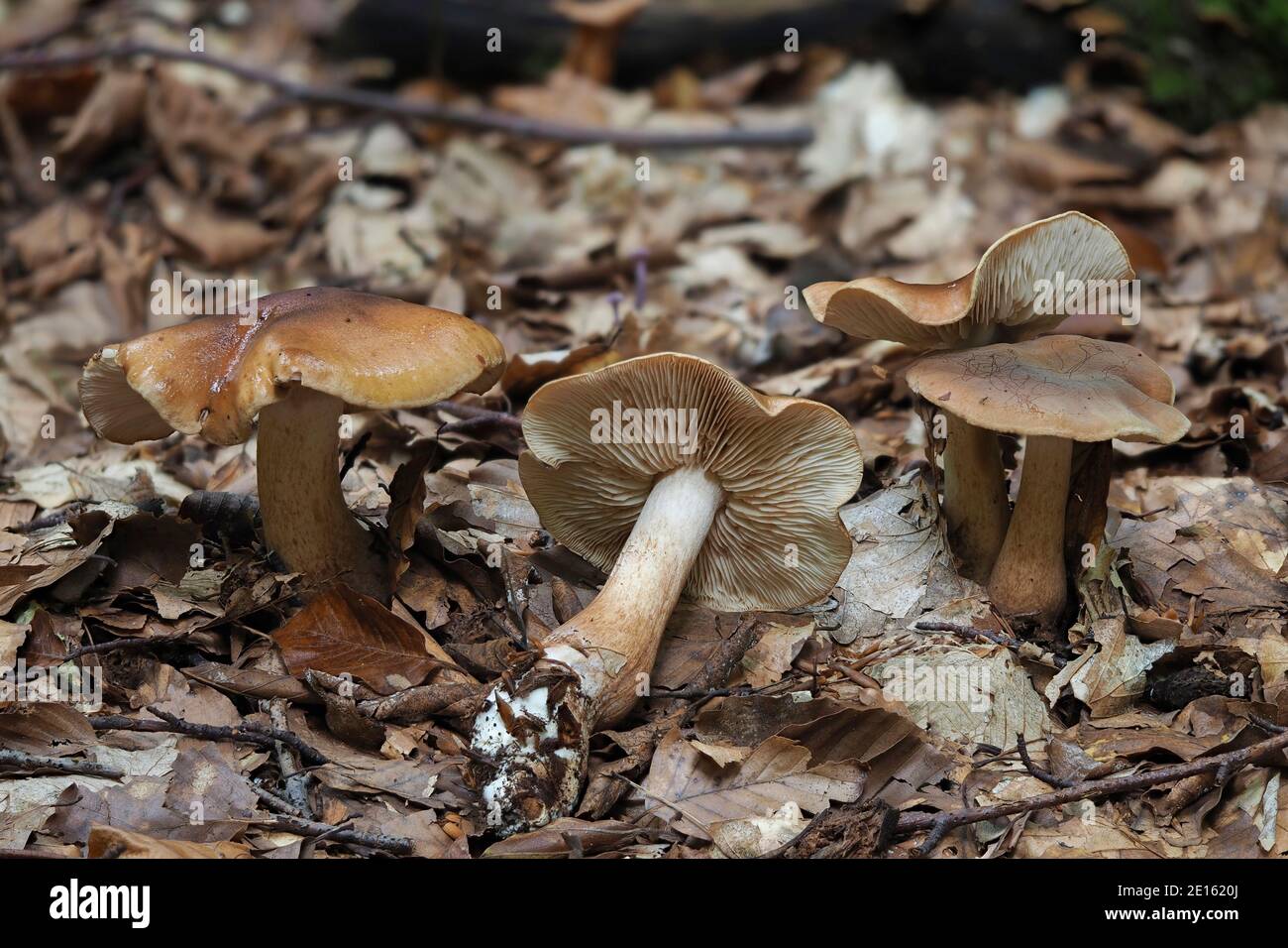 The Burnt Knight (Tricholoma ustale) is an inedible mushroom , stacked macro photo Stock Photo