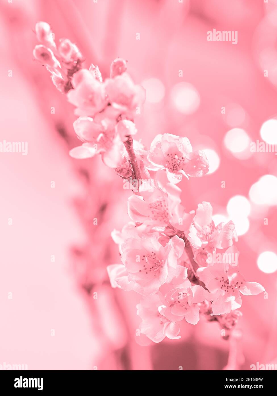 Winter Cherry Blossoms High Resolution Stock Photography And Images Alamy Winter Cherry Blossoms High Resolution Stock Photography And Images Alamy