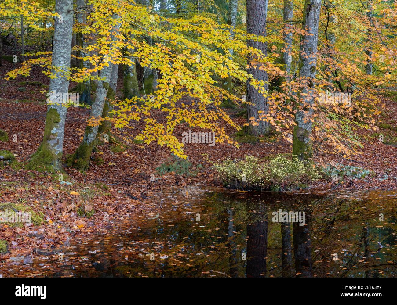 Western Highlands, Scotland: Fall colors of the beech forest understory pond above the river Moriston, Invermoriston Stock Photo