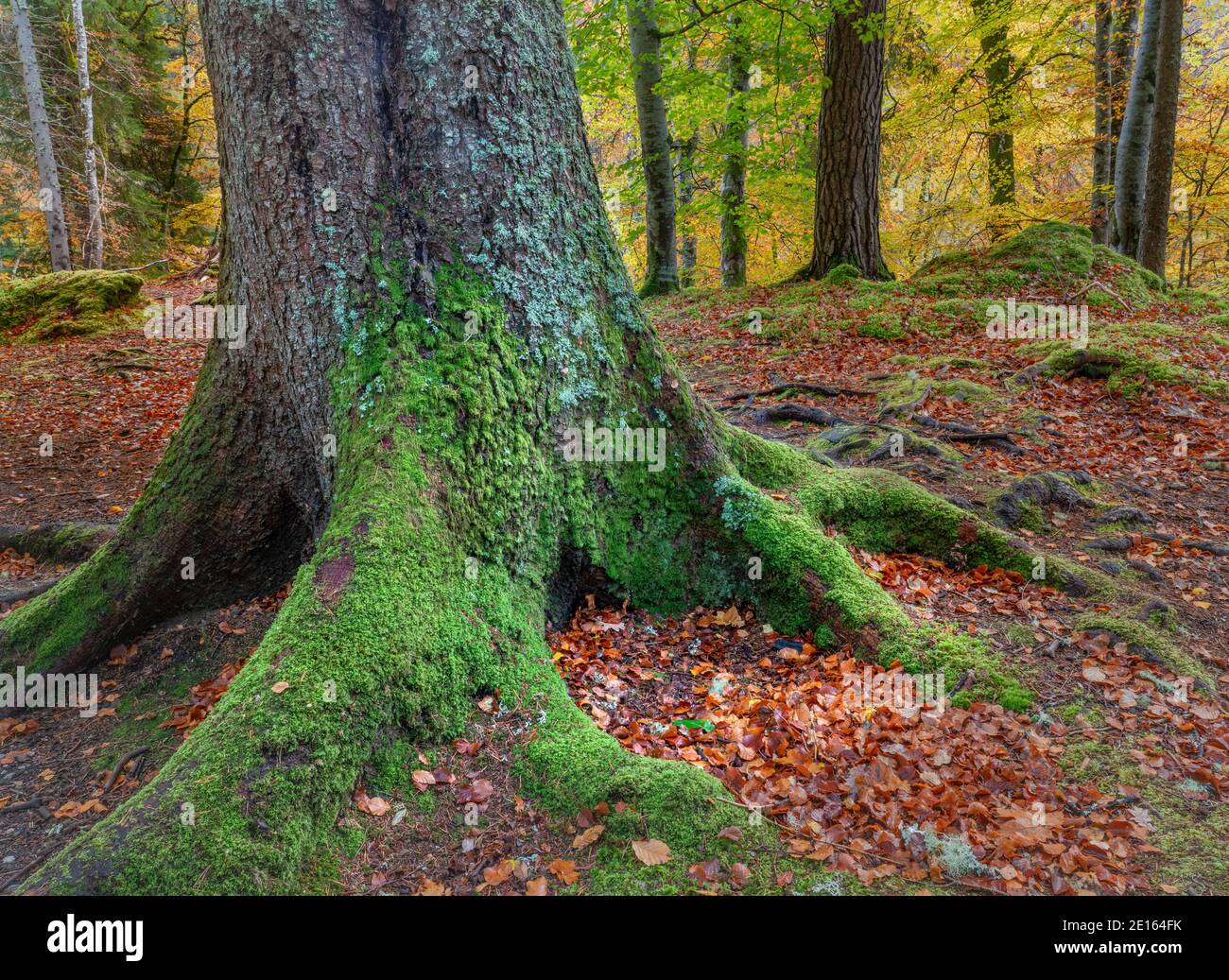Western Highlands, Scotland: Fall colors of the beech forest floor above the river Moriston, Invermoriston Stock Photo