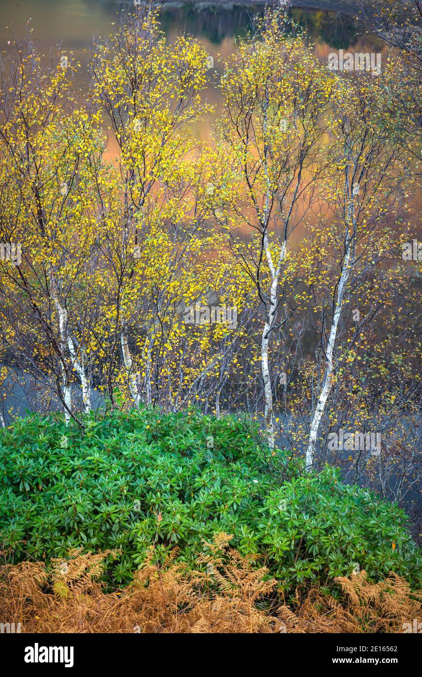 Glencoe, Scotland: Autumn birch, rhododendron and bracken ferns above Loch Leven Stock Photo