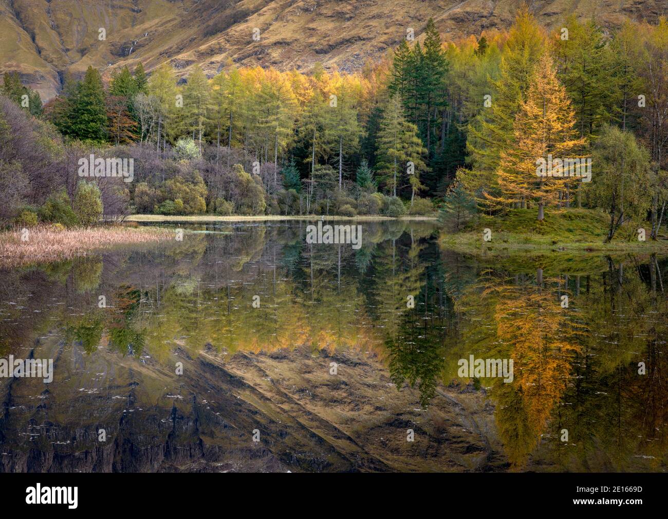 Glencoe, scotland, highlands, reflections, autumn, fall, color, travel, travel destination, tree, forest, mountain, grampian, highlands Stock Photo