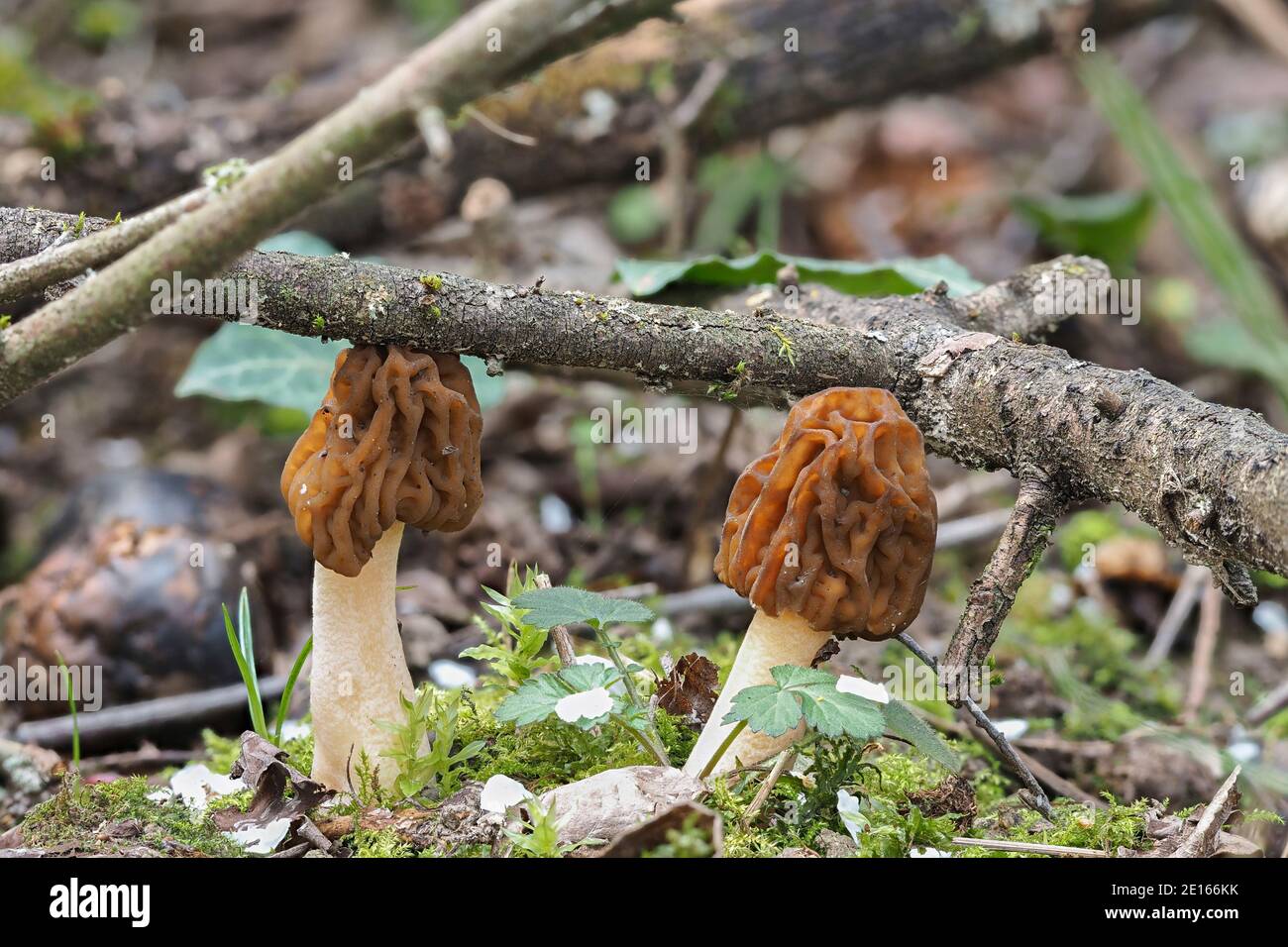 The Early False Morel (Verpa bohemica) is an edible mushroom , stacked macro photo Stock Photo