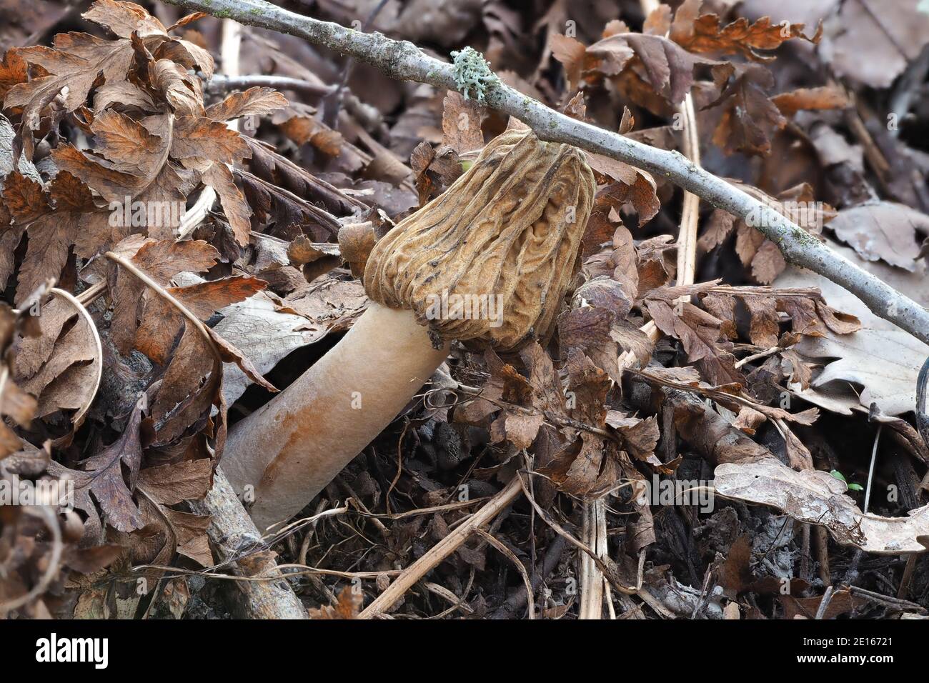 The Early False Morel (Verpa bohemica) is an edible mushroom , stacked macro photo Stock Photo