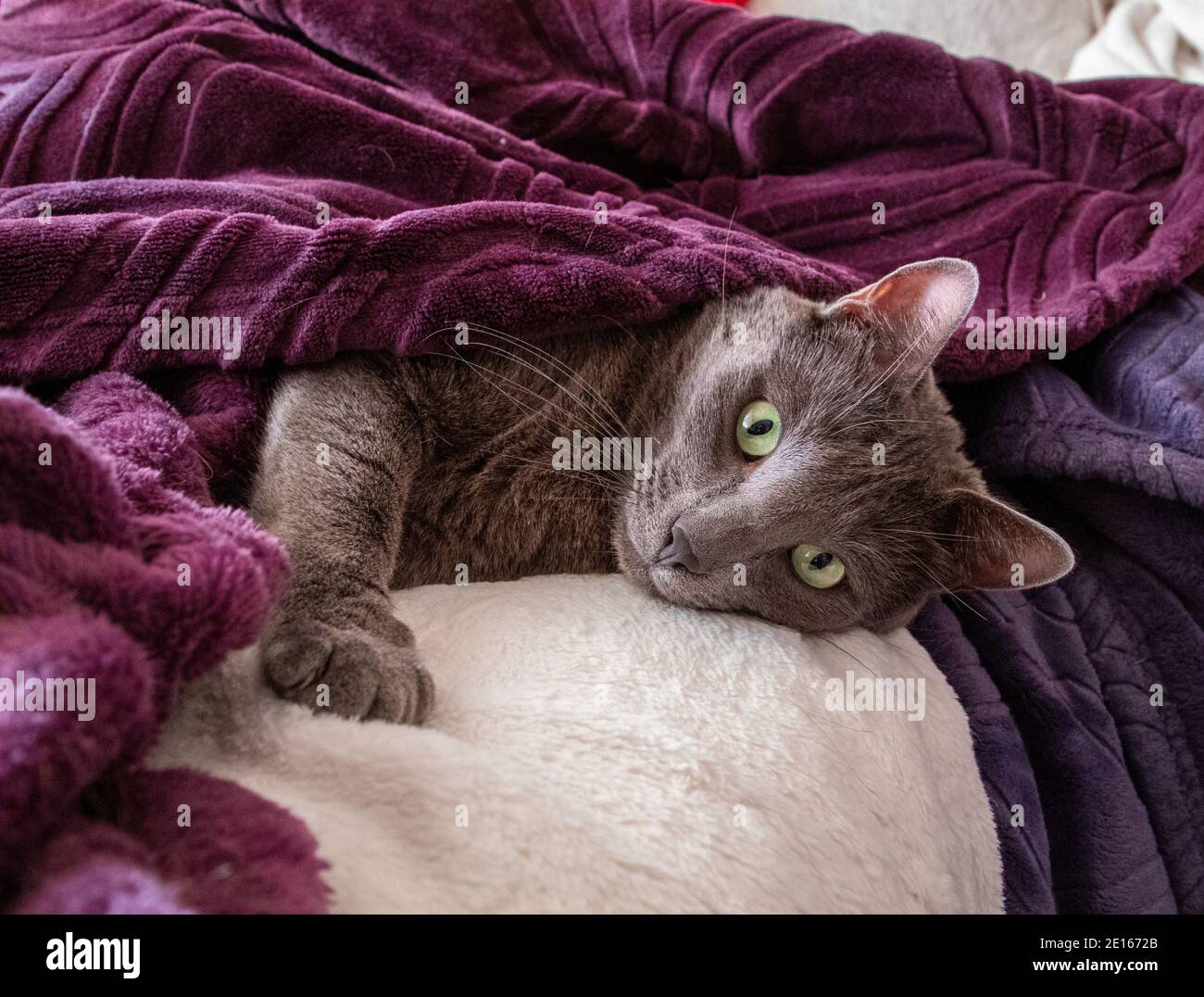 A Russian Blue cat lounging under purple blankets Stock Photo