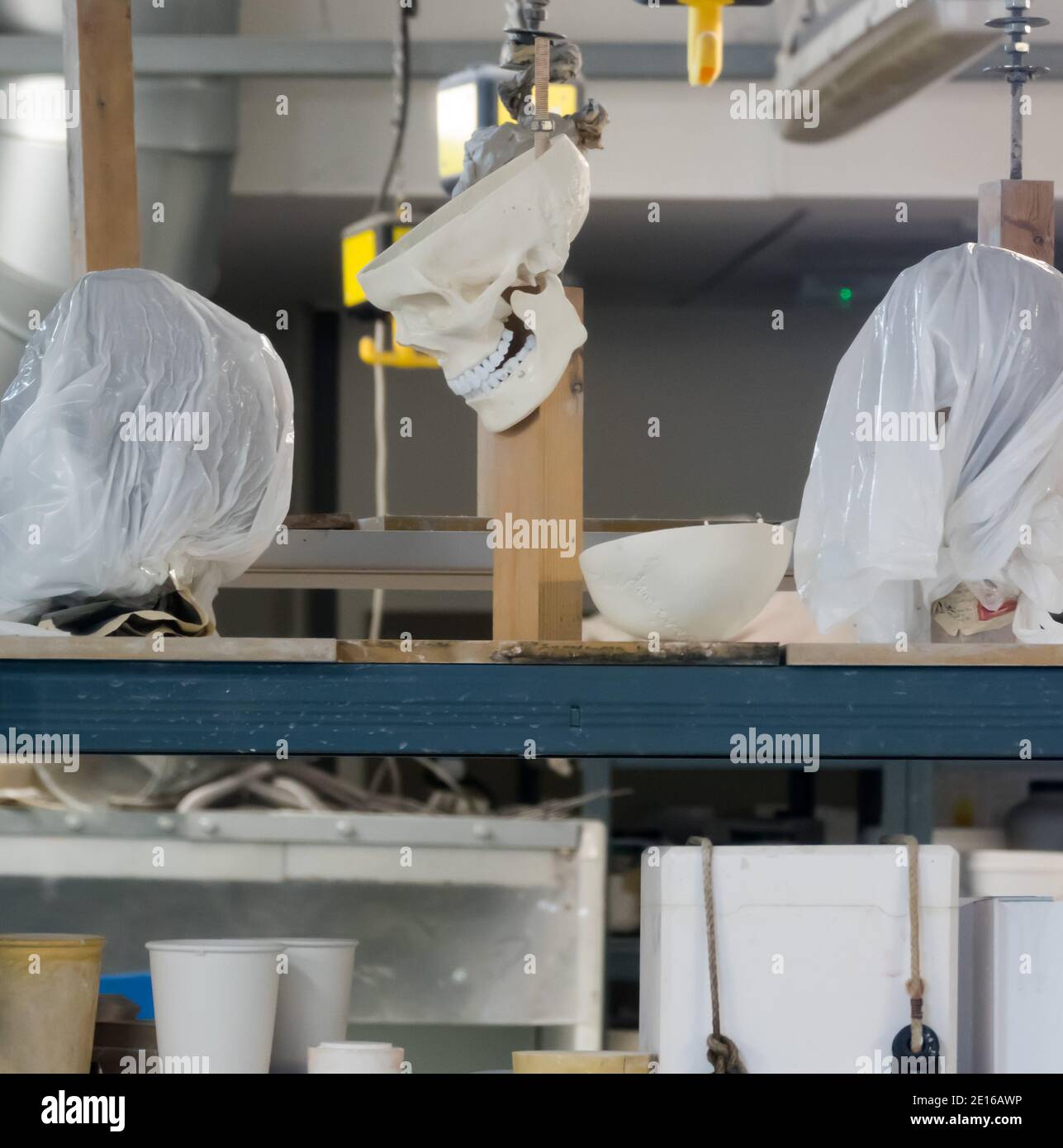 Human skull cast replicas being manufactured in a Stock Photo Alamy