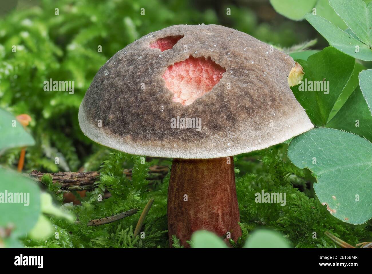 The Redcracked Bolete chrysenteron) is an edible