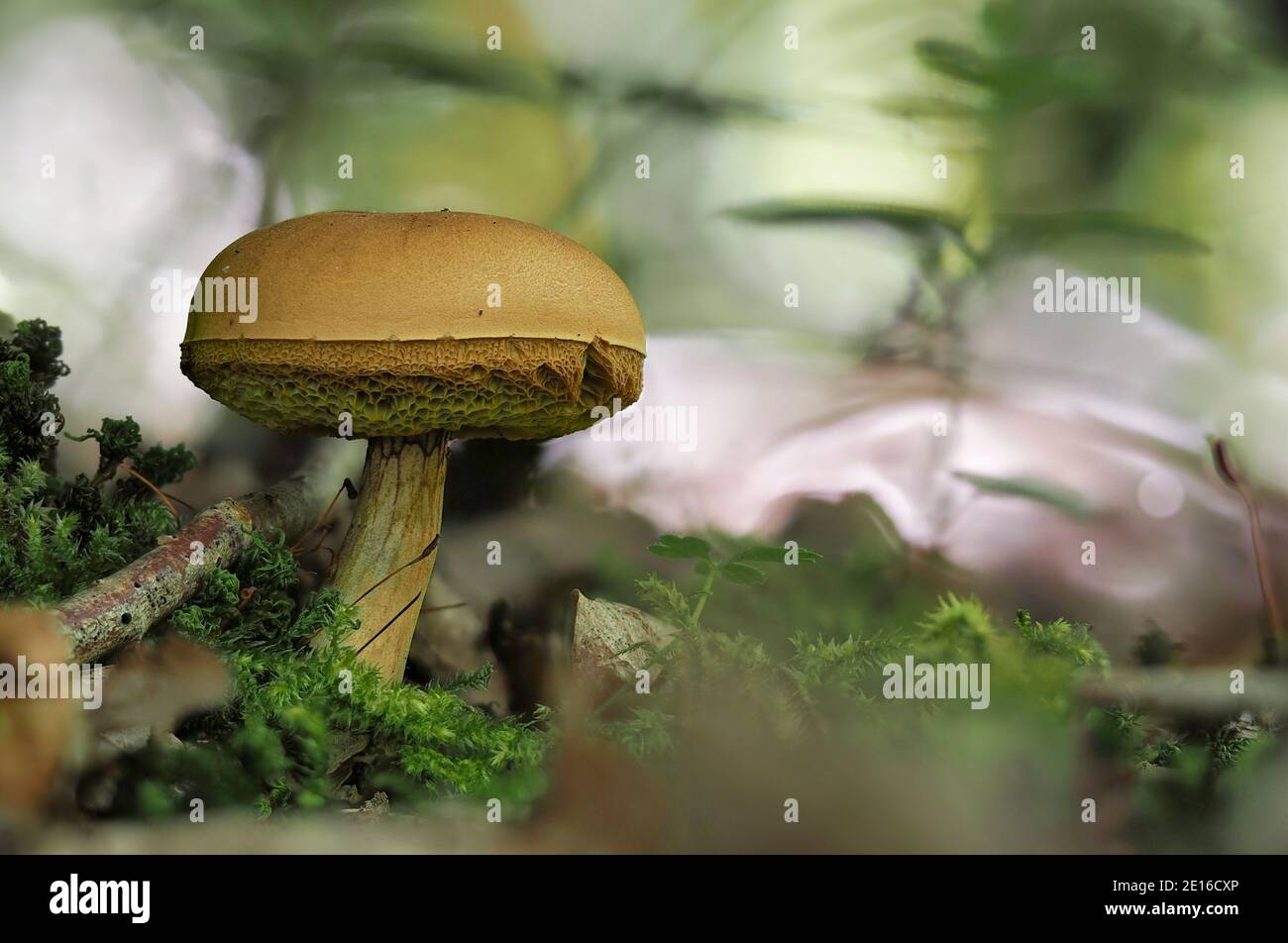 The Xerocomus ferrugineus s.l. is an edible mushroom , stacked macro photo Stock Photo