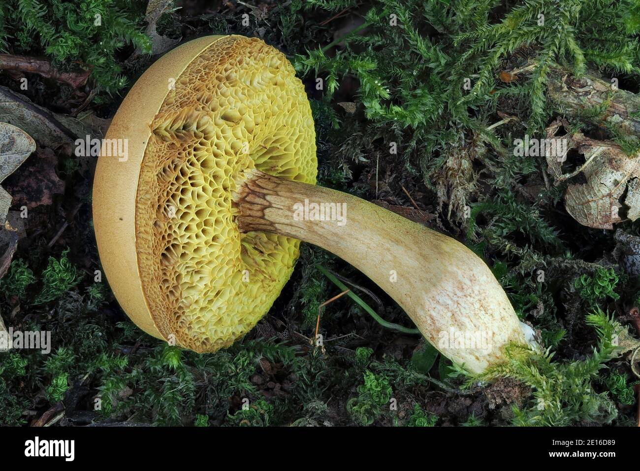 The Xerocomus ferrugineus s.l. is an edible mushroom , stacked macro photo Stock Photo