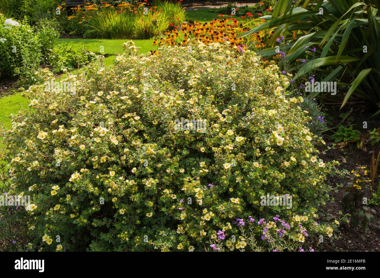 Potentilla fruticosa or Cinquefoila a bushy deciduous shrub with yellow flowers that is a fully hardy perennial and is ideal for an herbaceous border Stock Photo