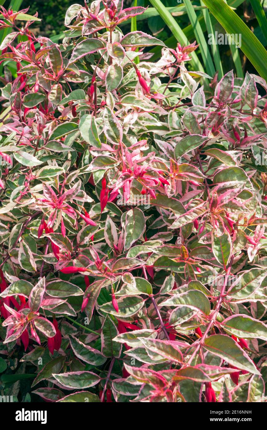 Fuchsia Sunray a variegated fuchsia with cream green and red leaves and has pink and purple flowers in summer a deciduous perennial that likes shade Stock Photo