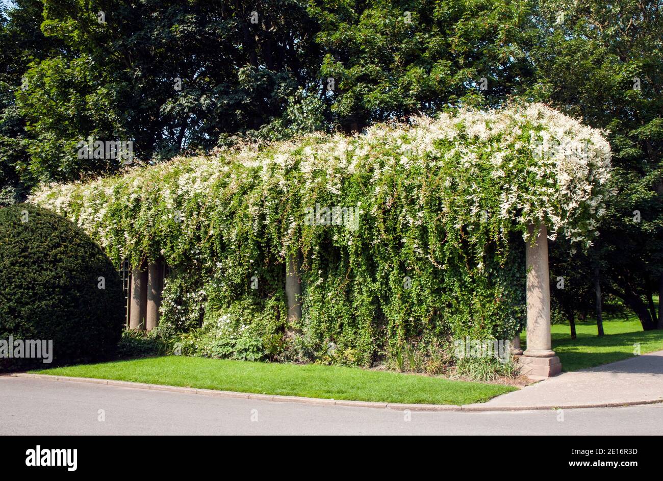 Fallopia baldschuanica Russian Vine  A deciduous perennial climber that has small white flowers in summer growing along a large pergola or trellis Stock Photo