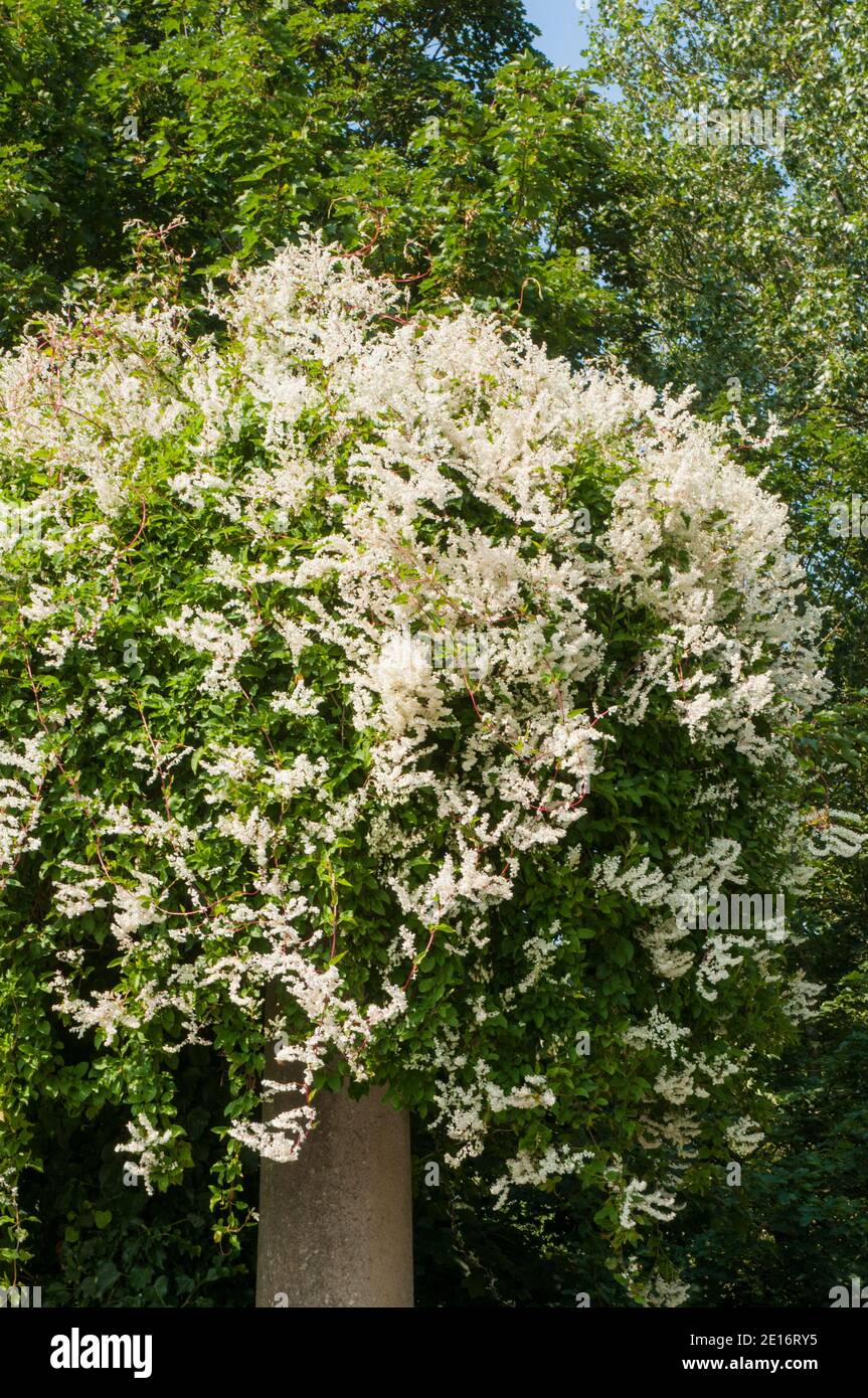 Fallopia baldschuanica Russian Vine  A deciduous perennial climber that has small white flowers in summer and is also called Mile a Minute plant Stock Photo