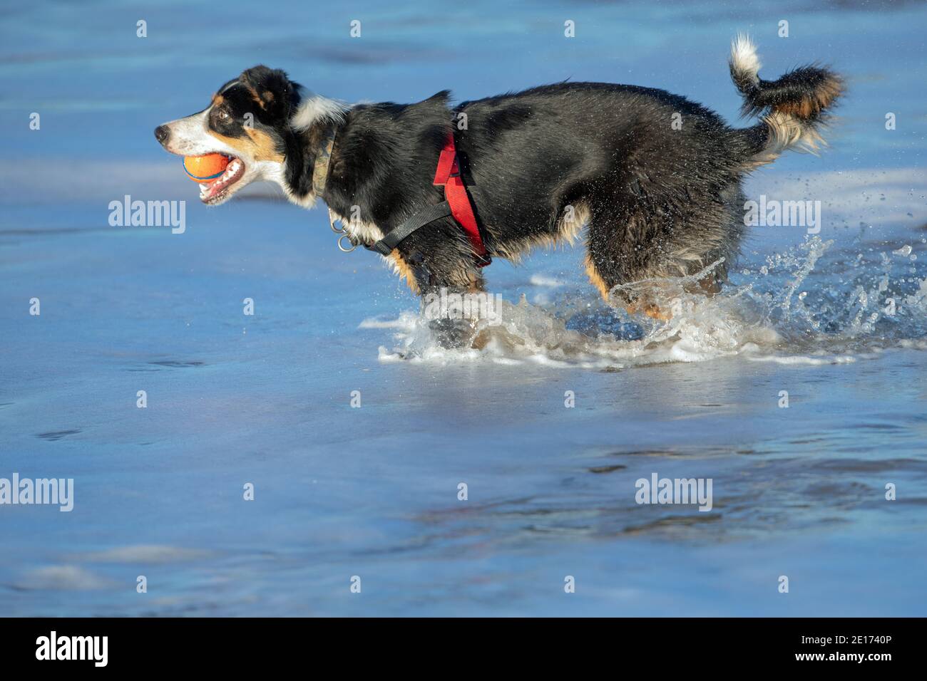 Tri-coloured Border Collie Dog (Canis familiaris). Profile, side view, wading, splashing in sea water, fetching, carrying ball in mouth. Sea side. Stock Photo