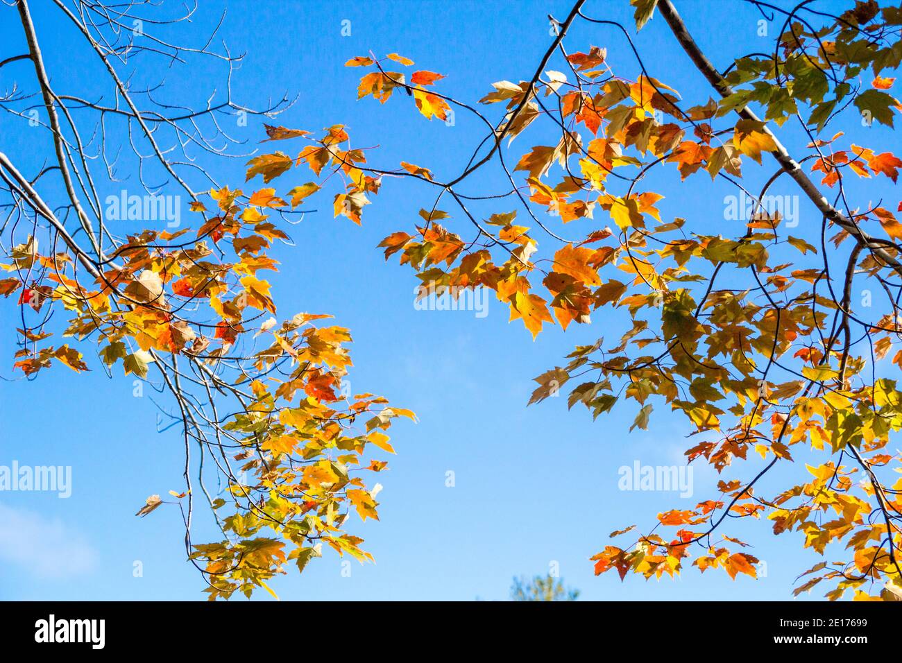 Autumn maple leaf background framed against a sunny blue sky in horizontal orientation. Stock Photo