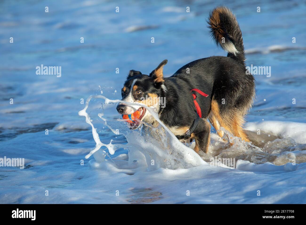 Tri-coloured Border Collie Dog (Canis familiaris). Domestic animal, pet, companion, shepherding breed. Fetching, carrying ball in mouth. Sea side. Stock Photo