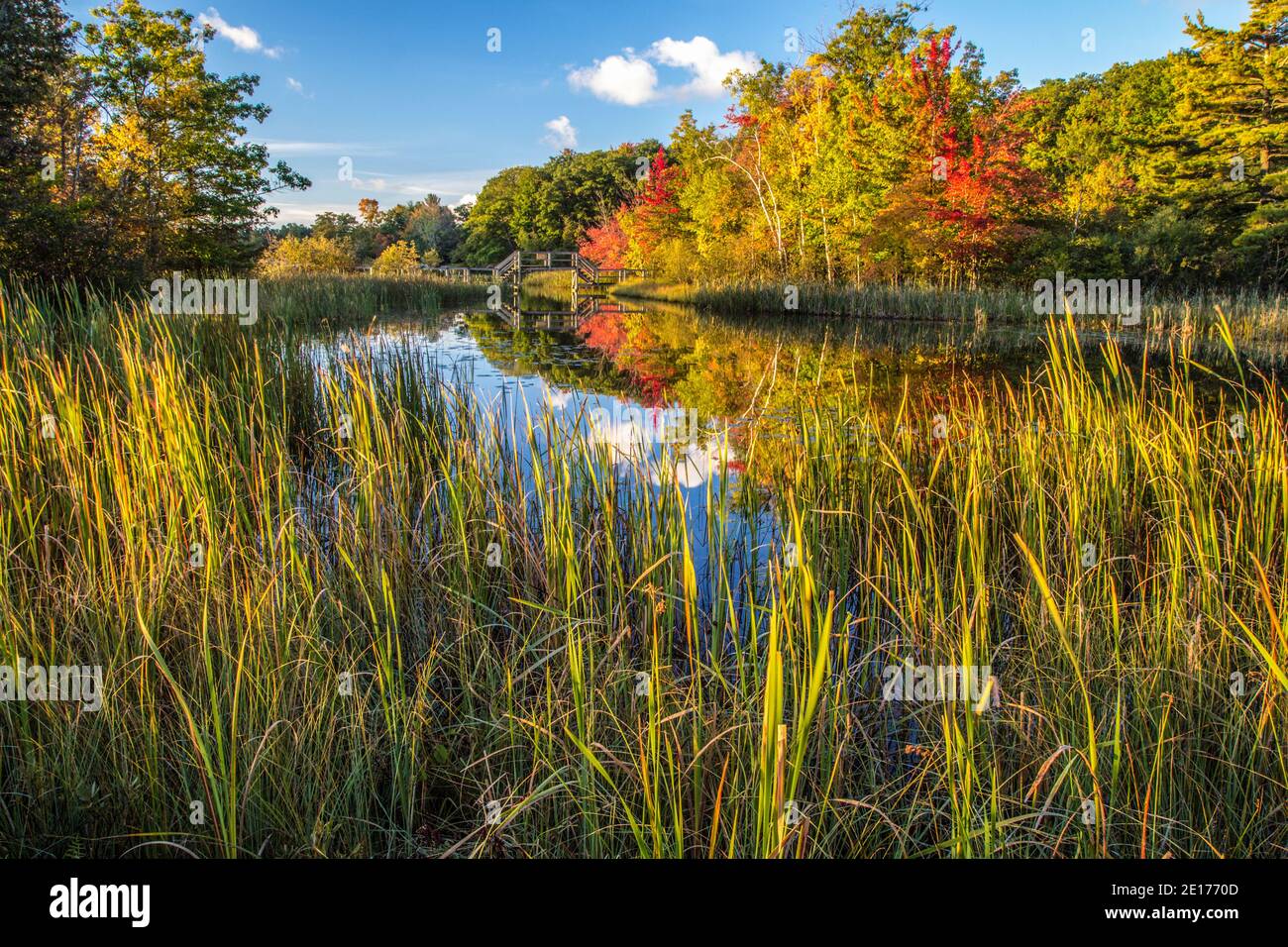 Autumn Wilderness Wetlands Background. Vibrant autumn colors and forest surround a protected wetlands in Ludington State Park of Michigan. Stock Photo