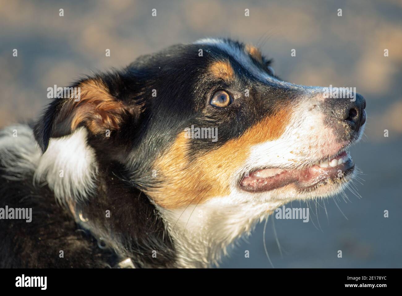 Tri-coloured Border Collie, domestic dog (Canis lupus familiaris), profile, side view of the head. Pet, companion, working breed. Face, face features. Stock Photo