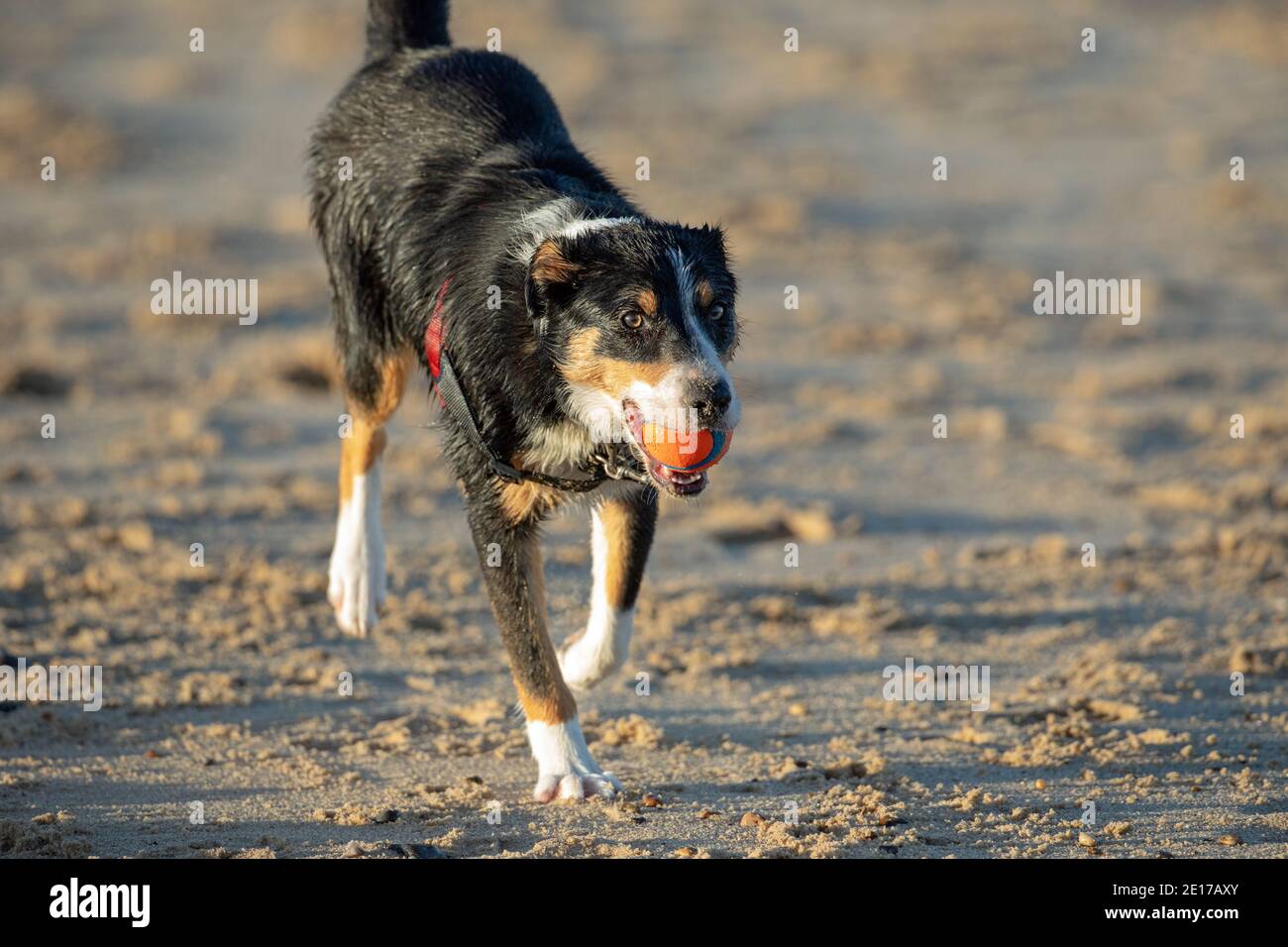 Tri-coloured Border Collie Dog (Canis familiaris). Approaching, returning, fetching, carrying a ball in mouth. Exercising on a beach, off the lead. Stock Photo