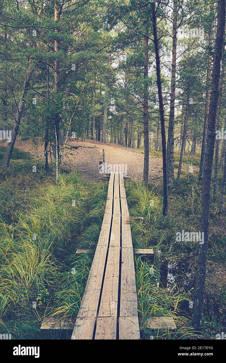 Raised bog boardwalk in Kemeri National park in Latvia. Stock Photo