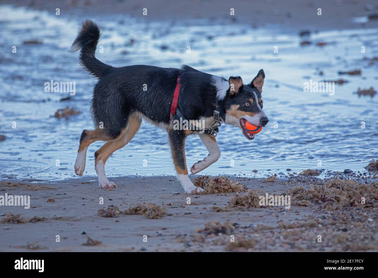 Tri-coloured Border Collie Dog (Canis familiaris). Pet, companion, returning from sea water, fetching, carrying ball in mouth. Sea side beach. Stock Photo