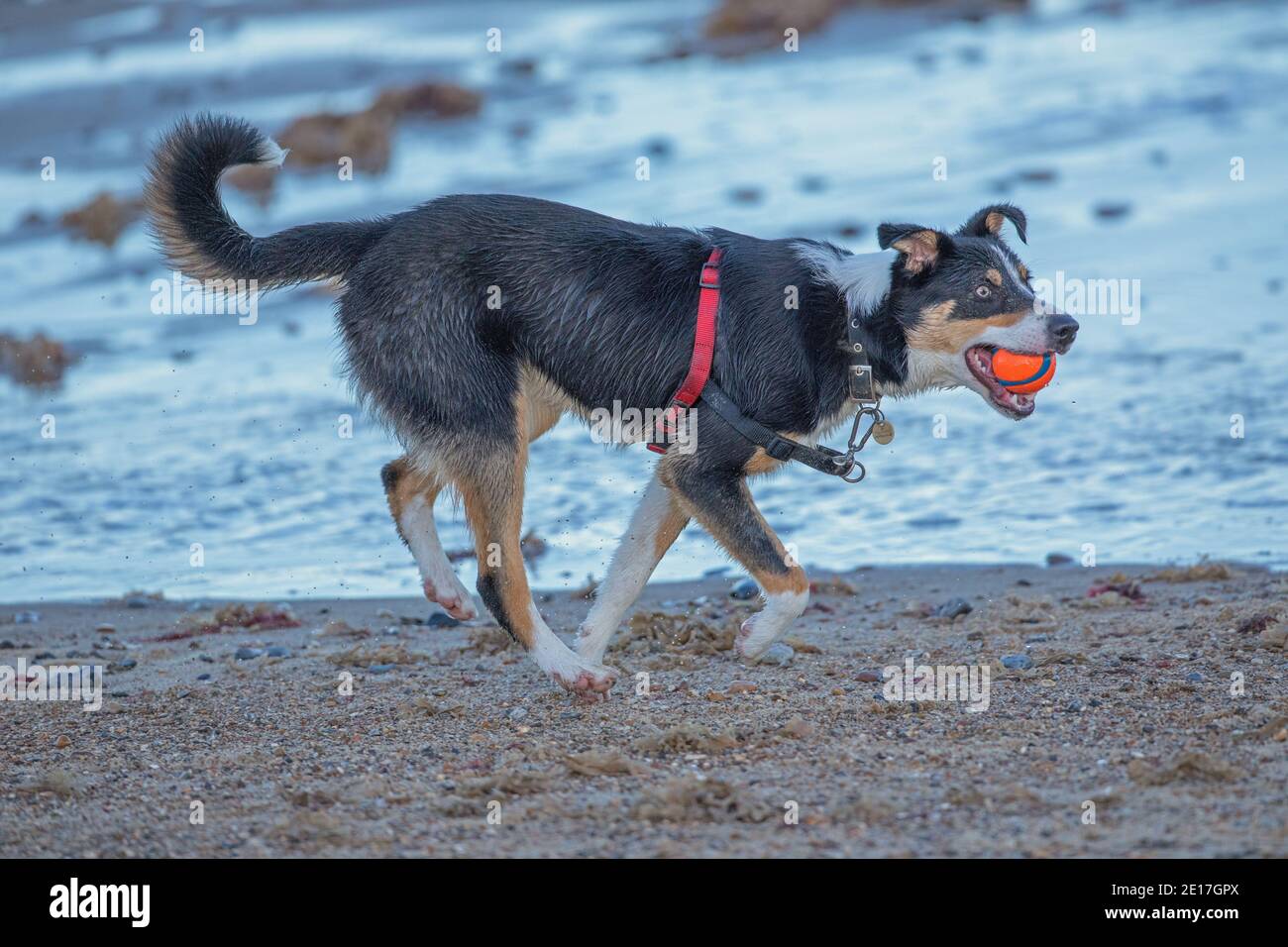 Tri-coloured Border Collie Dog (Canis familiaris). Domestic animal, pet, companion, shepherding breed. Fetching, carrying ball in mouth. Sea side. Stock Photo