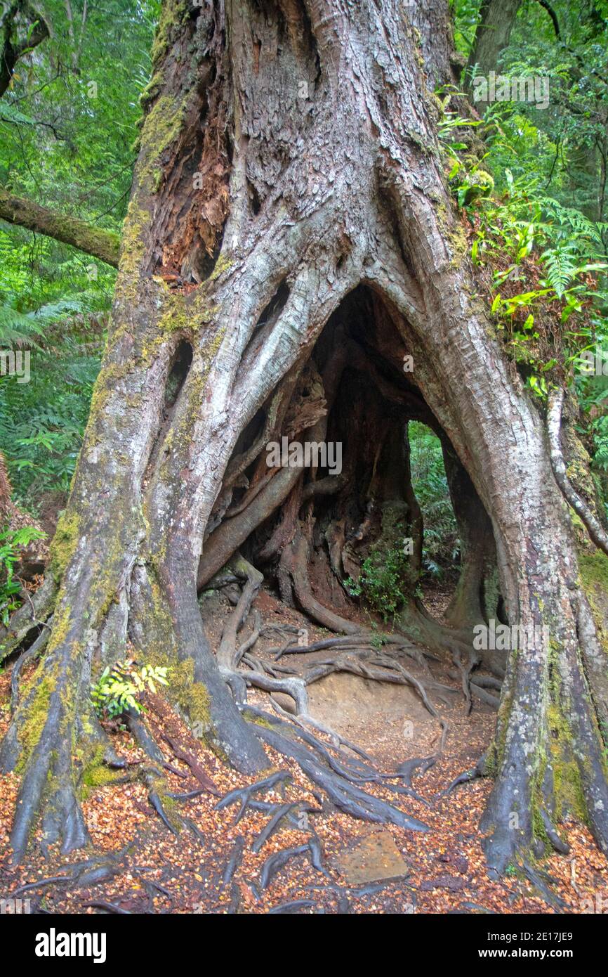The Hollow Tree at Maits Rest Stock Photo