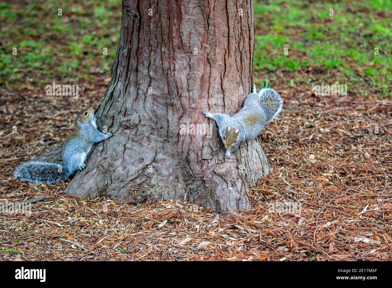 Grey squirrels climbing a tree in the UK (Sciurus carolinensis) Stock Photo