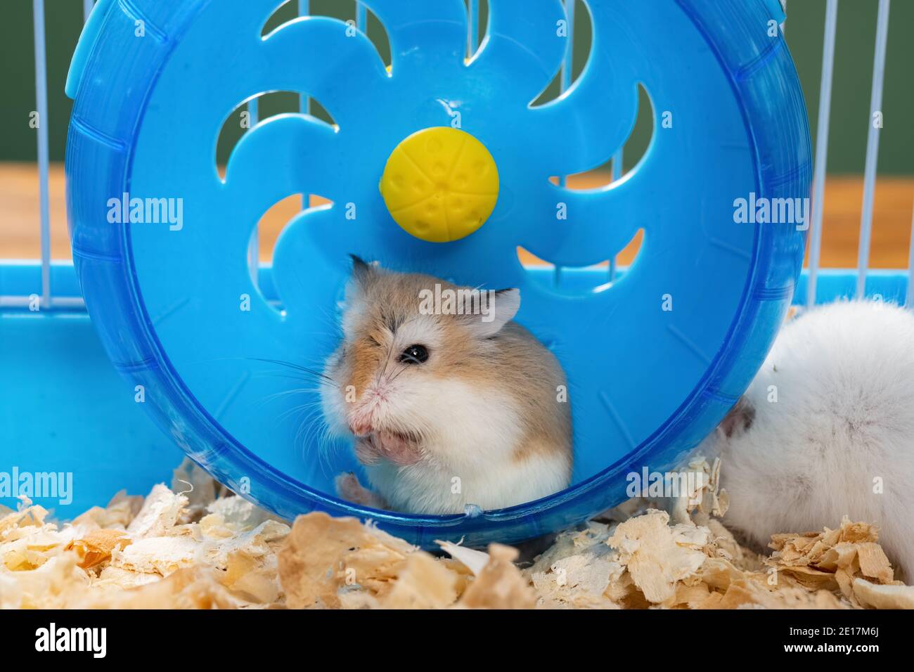 Hamster in hands hires stock photography and images Alamy