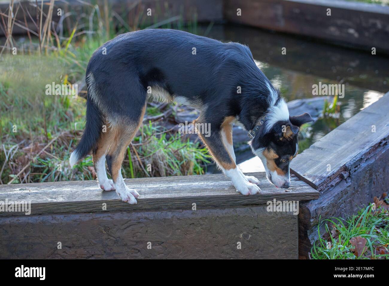 Tri-coloured Border Collie Dog (Canis lupus familiaris). Domestic animal, pet, companion, working, shepherding breed. Standing on a plank. Stock Photo