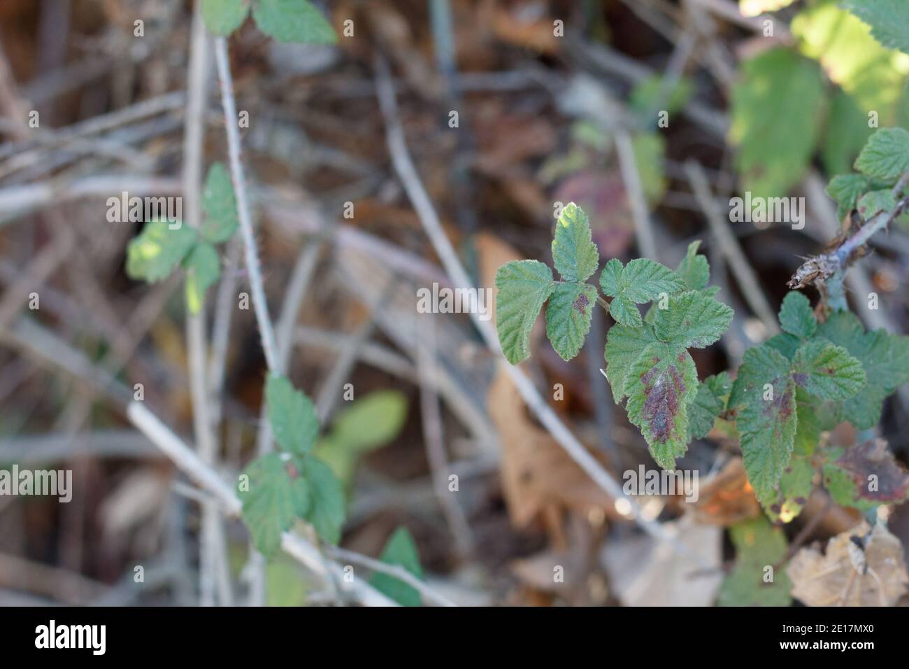 Ternately compound ovate leaves, Pacific Blackberry, Rubus Ursinus, Rosaceae, native vine, Ballona Freshwater Marsh, South California Coast, Autumn. Stock Photo