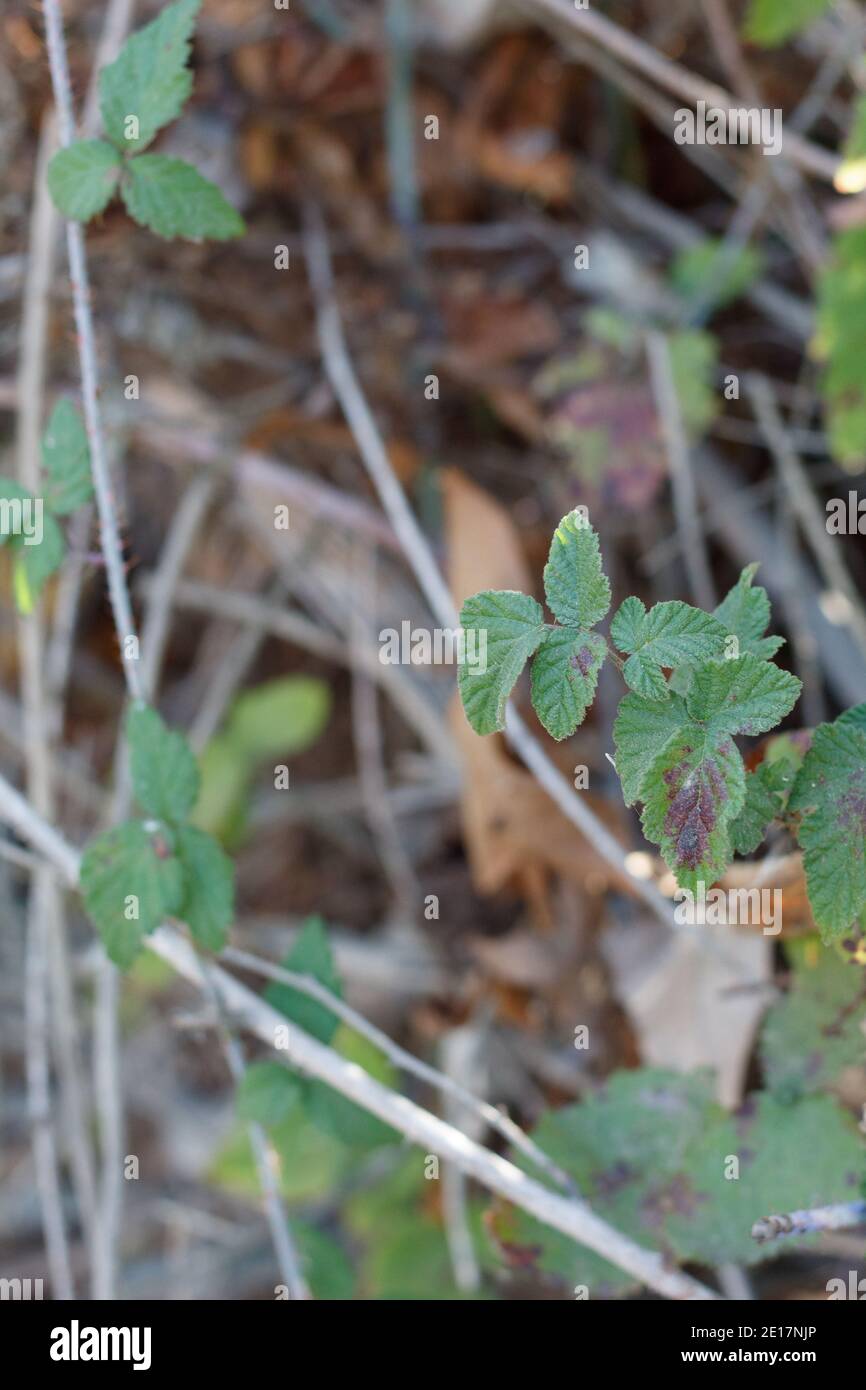 Ternately compound ovate leaves, Pacific Blackberry, Rubus Ursinus, Rosaceae, native vine, Ballona Freshwater Marsh, South California Coast, Autumn. Stock Photo